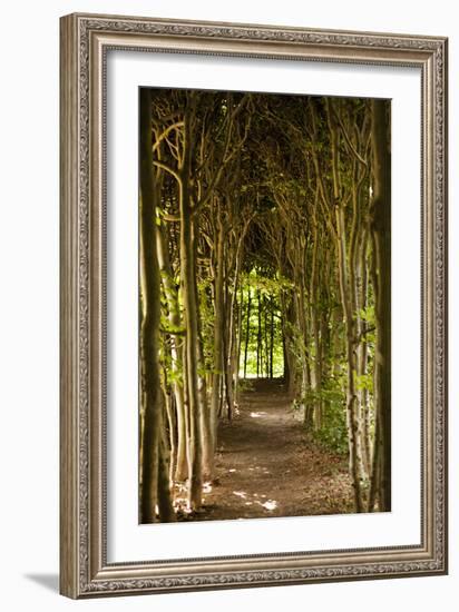 Path Through the Trees-Karyn Millet-Framed Photographic Print