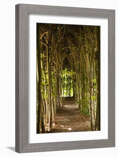 Path Through the Trees-Karyn Millet-Framed Photographic Print