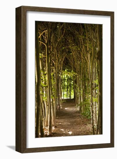 Path Through the Trees-Karyn Millet-Framed Photographic Print