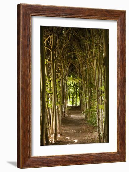 Path Through the Trees-Karyn Millet-Framed Photographic Print