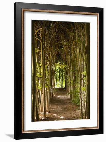 Path Through the Trees-Karyn Millet-Framed Photographic Print