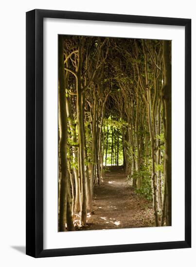 Path Through the Trees-Karyn Millet-Framed Photographic Print