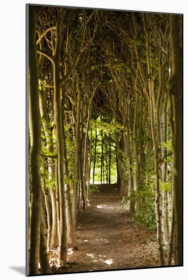 Path Through the Trees-Karyn Millet-Mounted Photographic Print