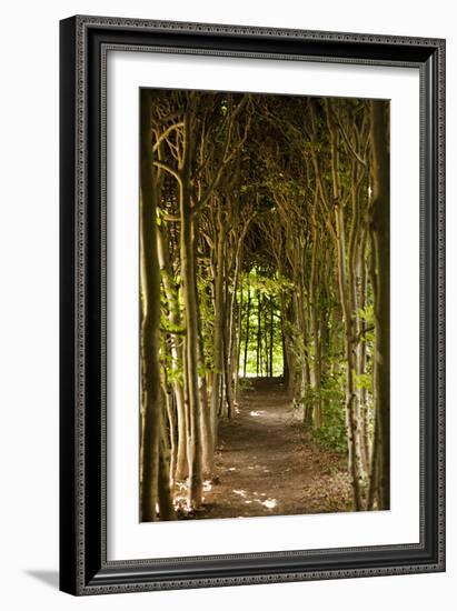 Path Through the Trees-Karyn Millet-Framed Photographic Print