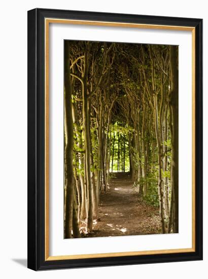 Path Through the Trees-Karyn Millet-Framed Photographic Print