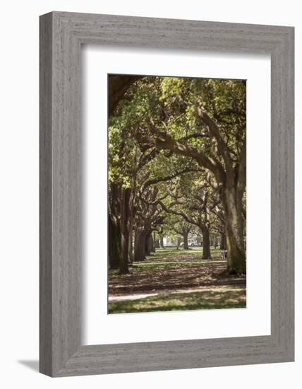 Path Through the Trees-Aaron Matheson-Framed Photographic Print