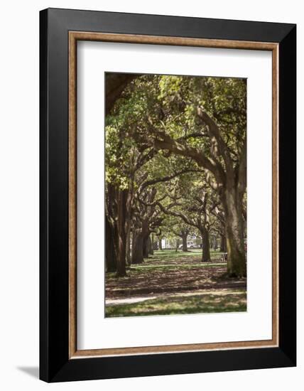 Path Through the Trees-Aaron Matheson-Framed Photographic Print