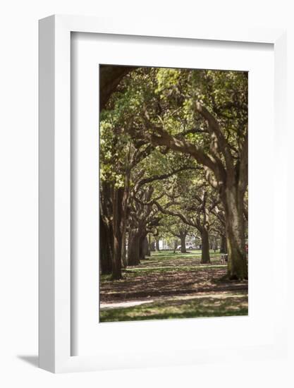 Path Through the Trees-Aaron Matheson-Framed Photographic Print