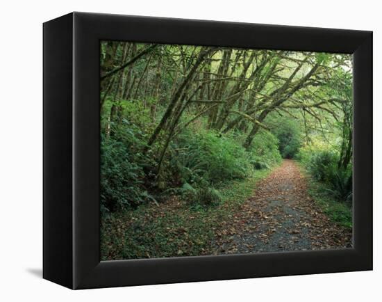 Path Through Trees, Redwoods National Park, CA-Mark Gibson-Framed Premier Image Canvas