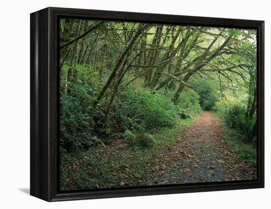 Path Through Trees, Redwoods National Park, CA-Mark Gibson-Framed Premier Image Canvas