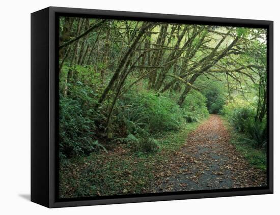 Path Through Trees, Redwoods National Park, CA-Mark Gibson-Framed Premier Image Canvas