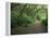 Path Through Trees, Redwoods National Park, CA-Mark Gibson-Framed Premier Image Canvas