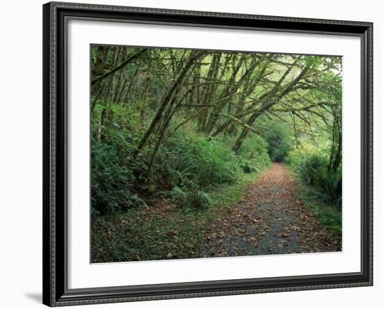 Path Through Trees, Redwoods National Park, CA-Mark Gibson-Framed Photographic Print