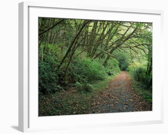 Path Through Trees, Redwoods National Park, CA-Mark Gibson-Framed Photographic Print