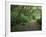 Path Through Trees, Redwoods National Park, CA-Mark Gibson-Framed Photographic Print