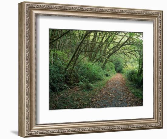 Path Through Trees, Redwoods National Park, CA-Mark Gibson-Framed Photographic Print