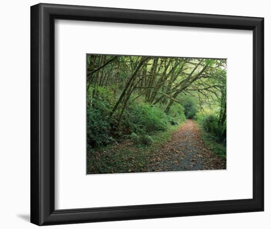 Path Through Trees, Redwoods National Park, CA-Mark Gibson-Framed Photographic Print