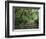 Path Through Trees, Redwoods National Park, CA-Mark Gibson-Framed Photographic Print