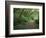 Path Through Trees, Redwoods National Park, CA-Mark Gibson-Framed Photographic Print