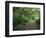 Path Through Trees, Redwoods National Park, CA-Mark Gibson-Framed Photographic Print