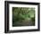 Path Through Trees, Redwoods National Park, CA-Mark Gibson-Framed Photographic Print