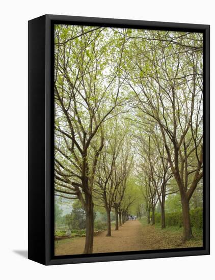Path Through Tunnel of Trees at Monticello, Virginia, USA-Merrill Images-Framed Premier Image Canvas