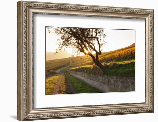 Path Through Vineyards in Autumn at Sunset-Marcus Lange-Framed Photographic Print