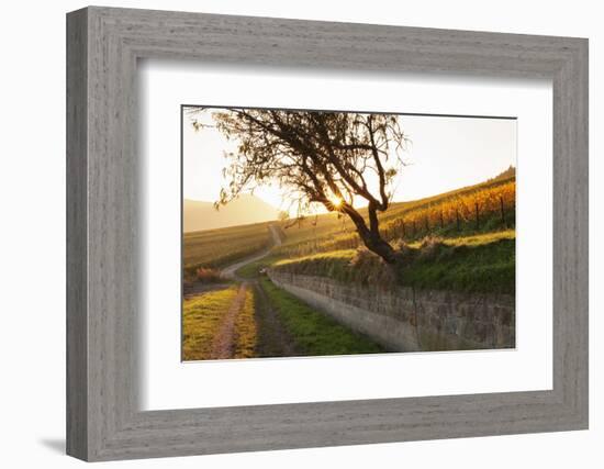 Path Through Vineyards in Autumn at Sunset-Marcus Lange-Framed Photographic Print