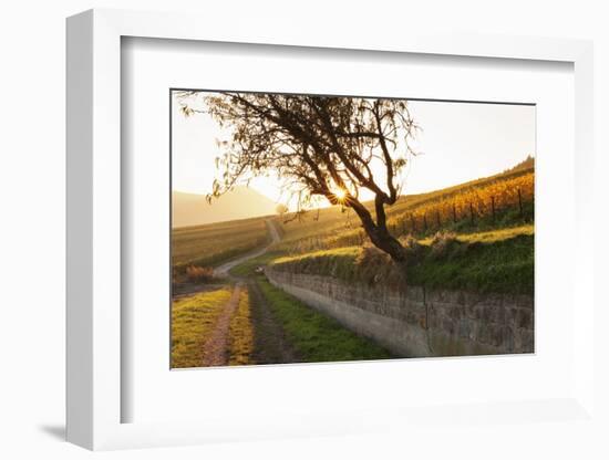 Path Through Vineyards in Autumn at Sunset-Marcus Lange-Framed Photographic Print