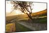 Path Through Vineyards in Autumn at Sunset-Marcus Lange-Mounted Photographic Print