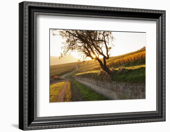 Path Through Vineyards in Autumn at Sunset-Marcus Lange-Framed Photographic Print