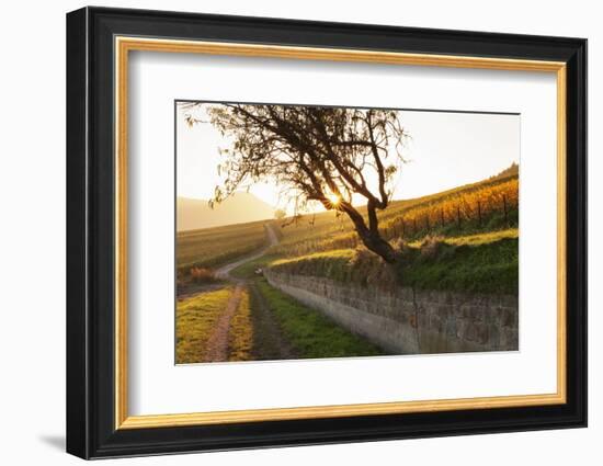 Path Through Vineyards in Autumn at Sunset-Marcus Lange-Framed Photographic Print