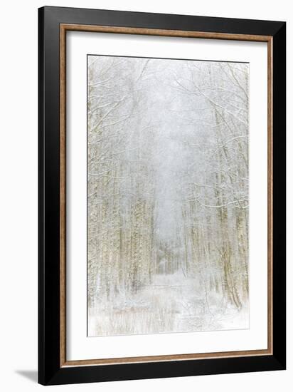 Path Through Winter Forest Gunnebo Kulturreservat, Mölndal, Sweden, Europe-Utterstr?m Photography-Framed Photographic Print