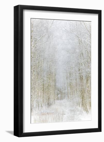 Path Through Winter Forest Gunnebo Kulturreservat, Mölndal, Sweden, Europe-Utterstr?m Photography-Framed Photographic Print