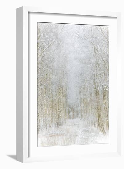 Path Through Winter Forest Gunnebo Kulturreservat, Mölndal, Sweden, Europe-Utterstr?m Photography-Framed Photographic Print