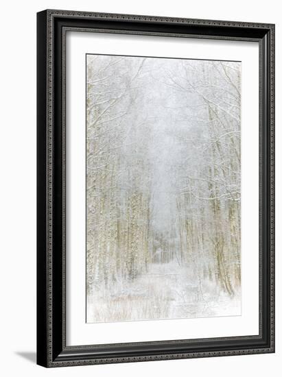 Path Through Winter Forest Gunnebo Kulturreservat, Mölndal, Sweden, Europe-Utterstr?m Photography-Framed Photographic Print