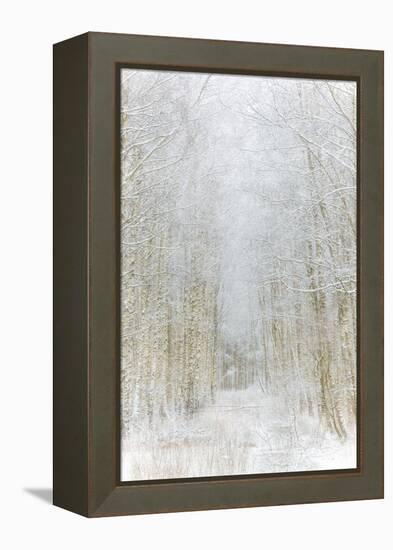 Path Through Winter Forest Gunnebo Kulturreservat, Mölndal, Sweden, Europe-Utterstr?m Photography-Framed Premier Image Canvas