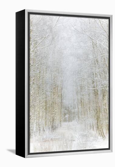 Path Through Winter Forest Gunnebo Kulturreservat, Mölndal, Sweden, Europe-Utterstr?m Photography-Framed Premier Image Canvas