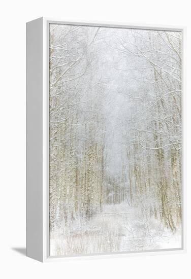 Path Through Winter Forest Gunnebo Kulturreservat, Mölndal, Sweden, Europe-Utterstr?m Photography-Framed Premier Image Canvas