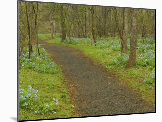 Path through woods filled with bluebells, Manassas National Battlefield Park, Virginia, USA-Corey Hilz-Mounted Photographic Print
