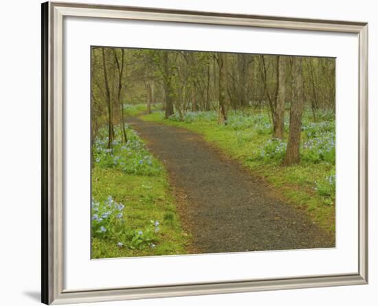 Path through woods filled with bluebells, Manassas National Battlefield Park, Virginia, USA-Corey Hilz-Framed Photographic Print