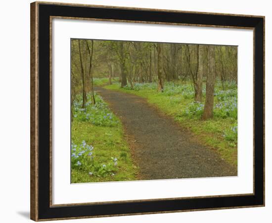 Path through woods filled with bluebells, Manassas National Battlefield Park, Virginia, USA-Corey Hilz-Framed Photographic Print