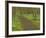 Path through woods filled with bluebells, Manassas National Battlefield Park, Virginia, USA-Corey Hilz-Framed Photographic Print