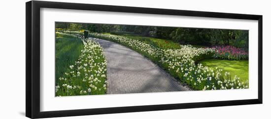 Path Thru Daffodil Flowebeds-Anna Miller-Framed Photographic Print