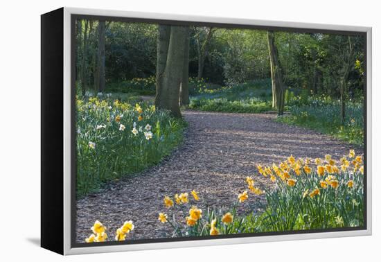 Path Thru Wooded Garden with Daffodils-Anna Miller-Framed Premier Image Canvas