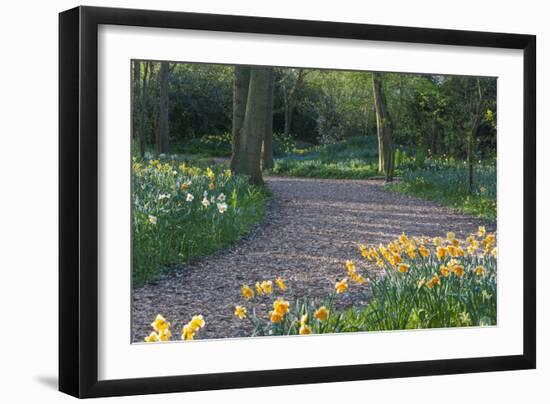 Path Thru Wooded Garden with Daffodils-Anna Miller-Framed Photographic Print