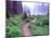 Path to Reflection Lake, Mt. Rainier National Park, Washington, USA-Janell Davidson-Mounted Photographic Print