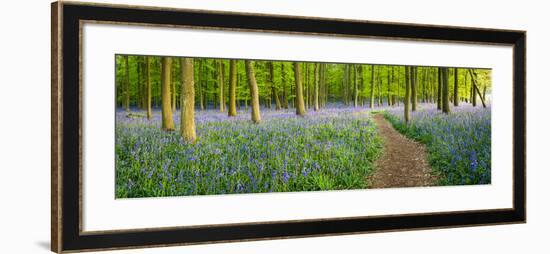 Path Winds Through a Carpet of Bluebells in a Wood in Hertfordshire, UK-Dan Tucker-Framed Photographic Print