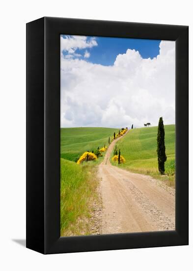 Path with Cypress Trees in Field, San Quirico D'Orcia, Val D'Orcia, Siena Province, Tuscany, Italy-null-Framed Premier Image Canvas