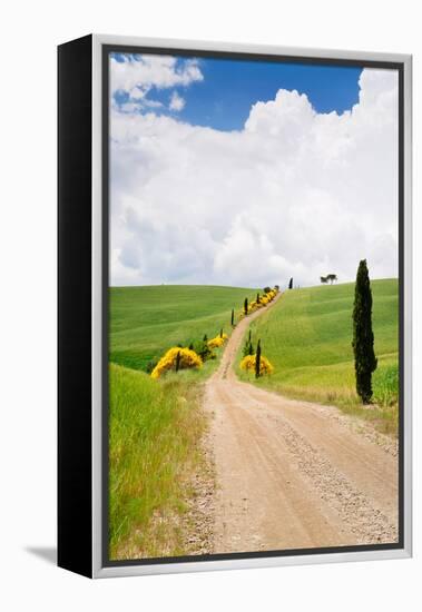 Path with Cypress Trees in Field, San Quirico D'Orcia, Val D'Orcia, Siena Province, Tuscany, Italy-null-Framed Premier Image Canvas